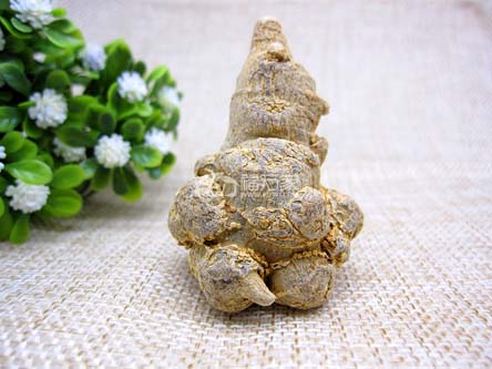 三七选文山的好 三七选文山的好