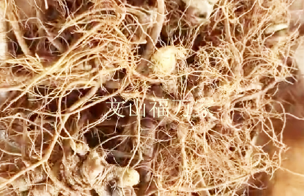 新鲜三七 新鲜三七