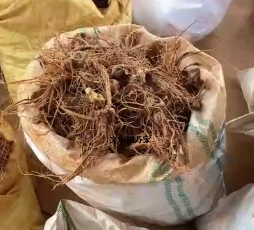 三七新鲜的好吗 三七新鲜的好吗