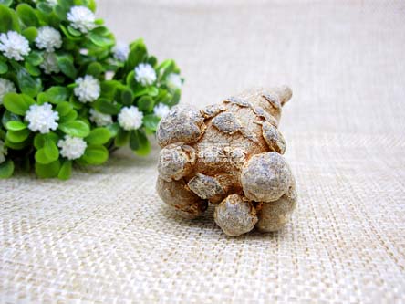 三七几月上市 三七几月上市