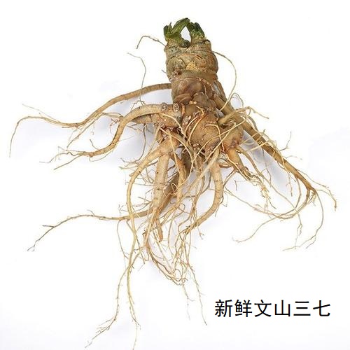 三七粉会伤肝肾吗