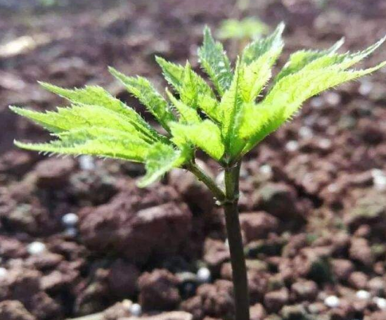 三七苗什么价格