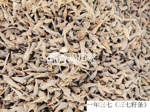 三七只能当菜吃