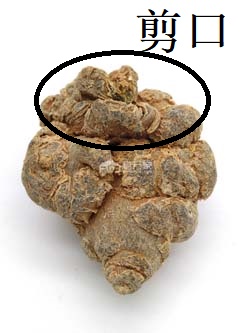 三七剪口 三七剪口